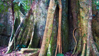 LS139 Rainforest, Dorrigo National Park NSW